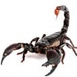 scorpiolazy
