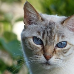 nhamidn