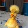 Duck Hub