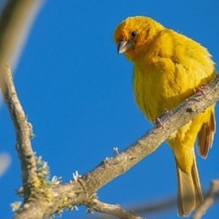 miraz