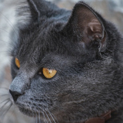 Abu