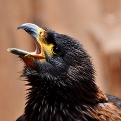 blackeyes