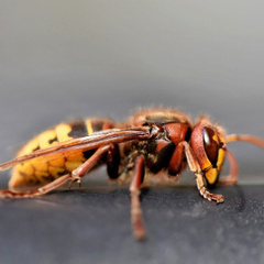 jujumandra