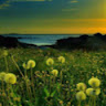 Nature Permanente