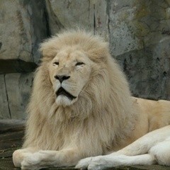 kenzoo