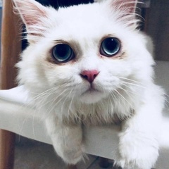 Jifosen Jaing