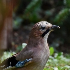 sikinti23