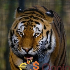 asdbooyy45