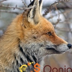 absouini