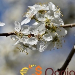 boksnet.pl