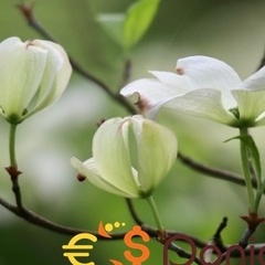 avbdii ssasd