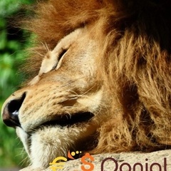 HOSTVILLA SERVER