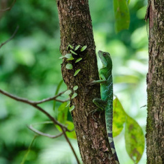 xokawo
