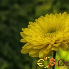 mohamd