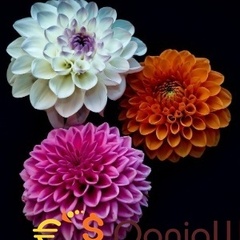 bestwail