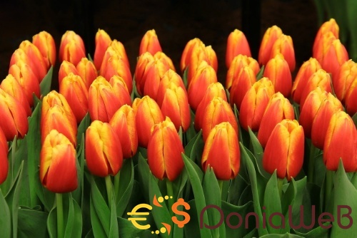 ankitraj8586
