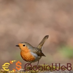 edsdesigner