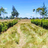 Wachira Murage
