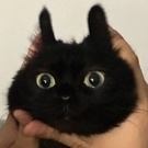 RefoselDev