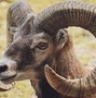 almekhlafi