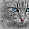 Ahmed_