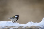 Revify