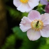 mailvibhfh87666