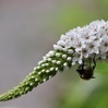 ibrapo