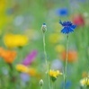 kp130796