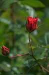 amit776